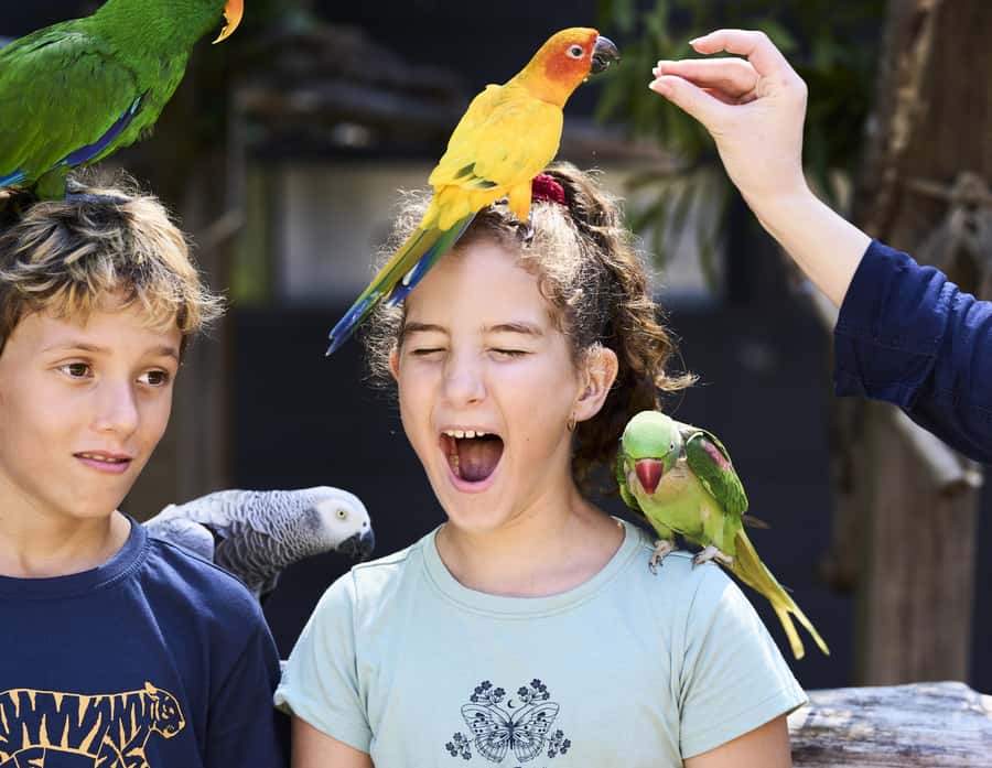 Maleny: Maleny Botanic Gardens & Bird World Entry Ticket - Why the birds make this Maleny day special
