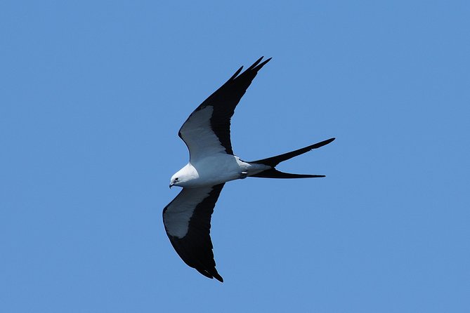 Marco Island 2 hour Dolphin, Birding and Shelling tour - Who will enjoy this Marco Island boat tour?