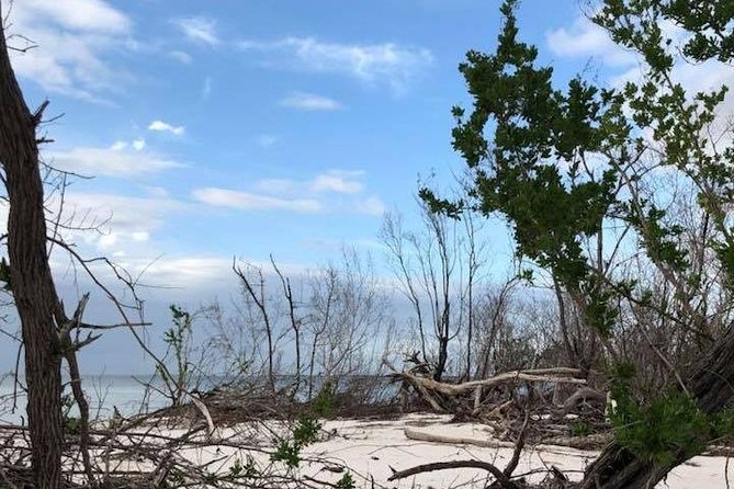 Marco Island 2 hour Dolphin, Birding and Shelling tour - Should you book the Dolphin, Birding and Shelling Tour?