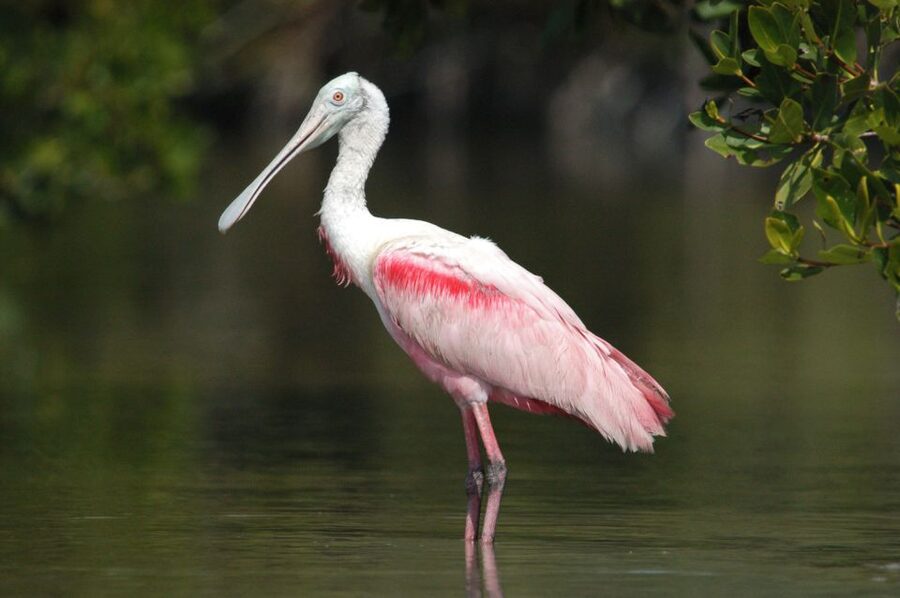 Marco Island: 2-Hour Dolphin, Birding, and Shelling Tour - Who will enjoy this tour most?