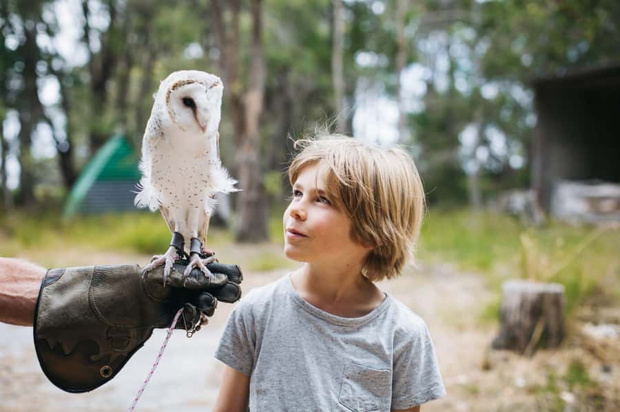 Margaret River: Birds of Prey Encounter and Forest Walk - Key points at a glance