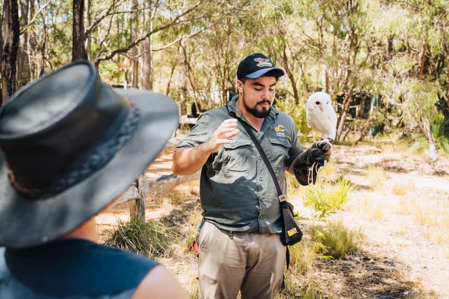 Margaret River: Birds of Prey Encounter and Forest Walk - Why this Margaret River raptor visit matters