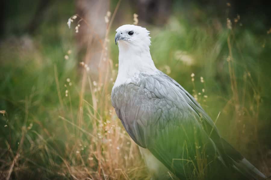 Margaret River: Birds of Prey Encounter and Forest Walk - The owl encounter, up close