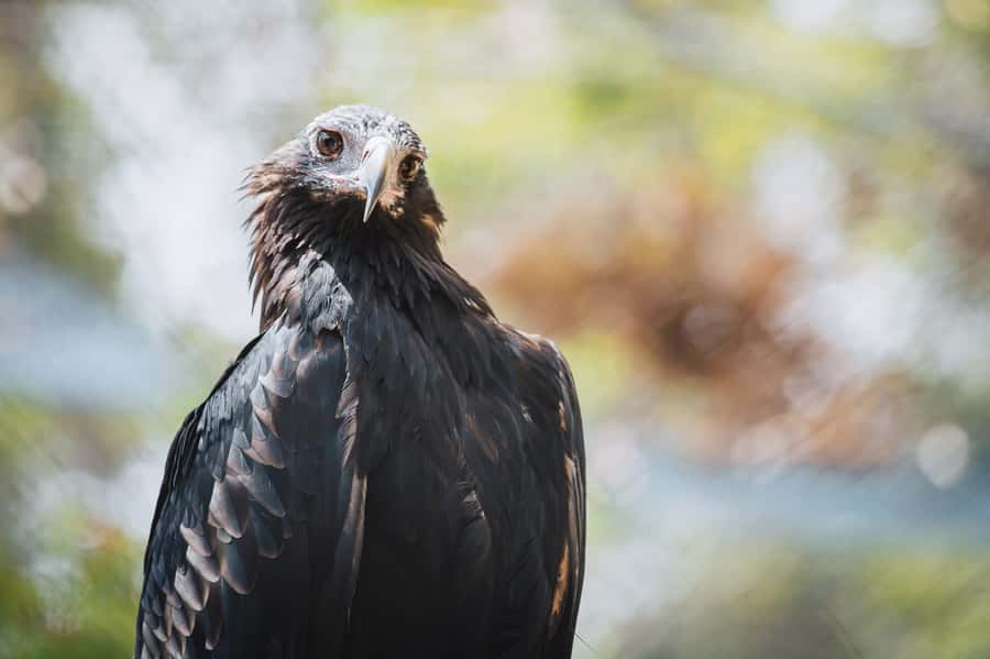 Margaret River: Birds of Prey Encounter and Forest Walk - Starting with the bird of prey encounter