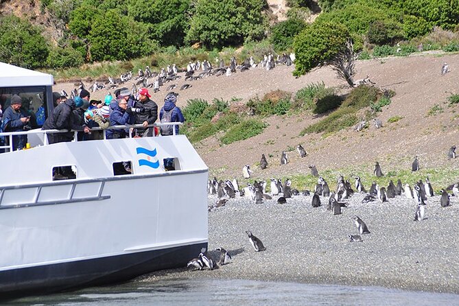 Martillo Island: Boat Trip to the Penguin Colony & Beagle Channel - What this Ushuaia penguin cruise really offers