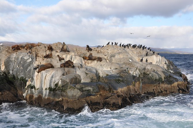Martillo Island: Boat Trip to the Penguin Colony & Beagle Channel - Isla de los Pájaros and Isla de los Lobos