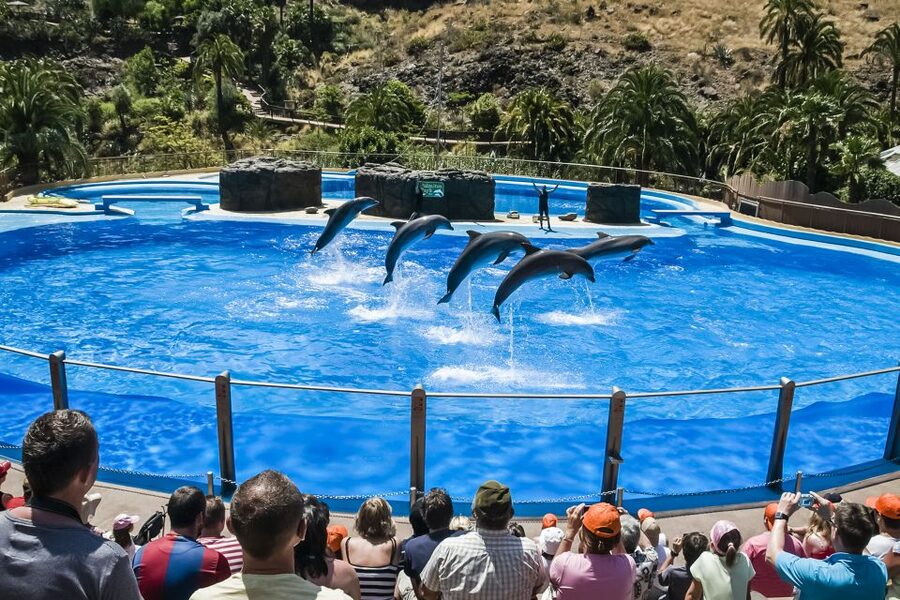 Maspalomas: Palmitos Park Ticket with Dolphin and Bird Shows - A mountain park, not a quick zoo stop