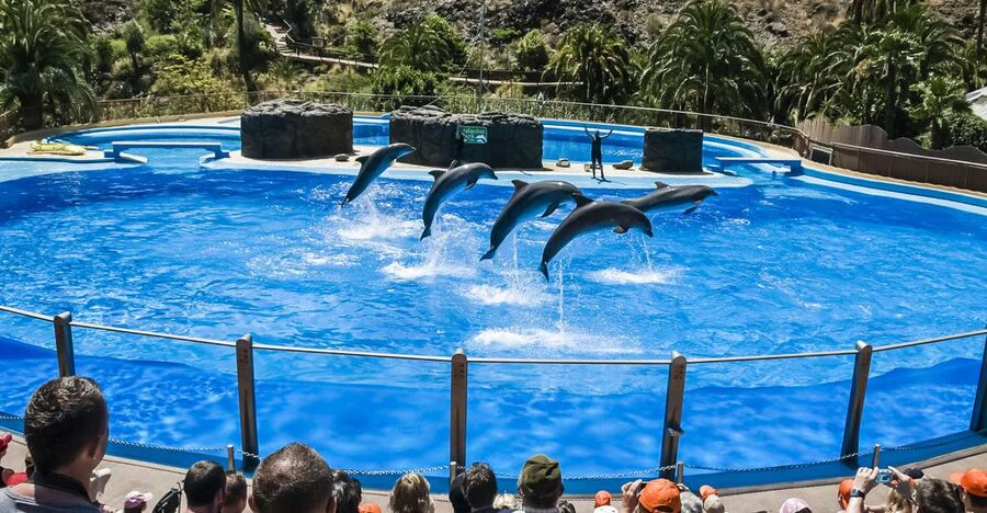 Maspalomas: Palmitos Park Ticket with Dolphin and Bird Shows - Birds of prey over the valley