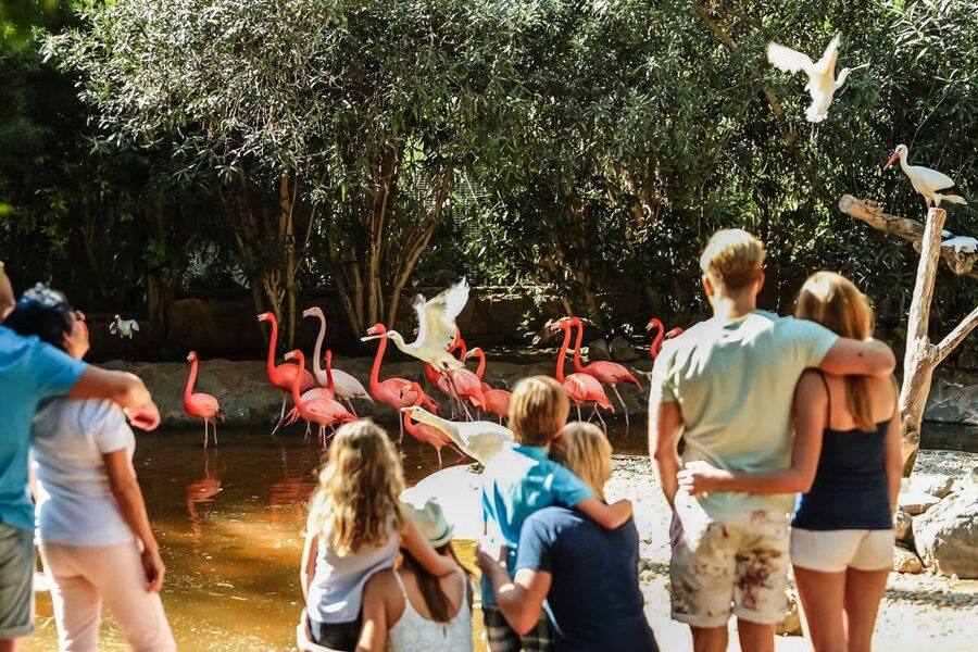 Maspalomas: Palmitos Park Ticket with Dolphin and Bird Shows - Parrots and exotic birds