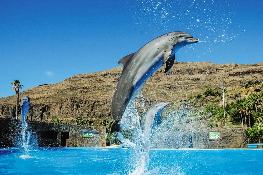 Maspalomas: Palmitos Park Ticket with Dolphin and Bird Shows - Food, drinks, and what to carry