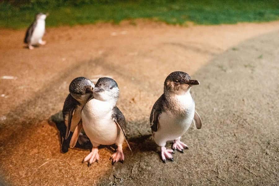 Melbourne: Boutique Phillip Island Wine, Dine & Penguin Tour - Lunch and wine at Phillip Island Winery