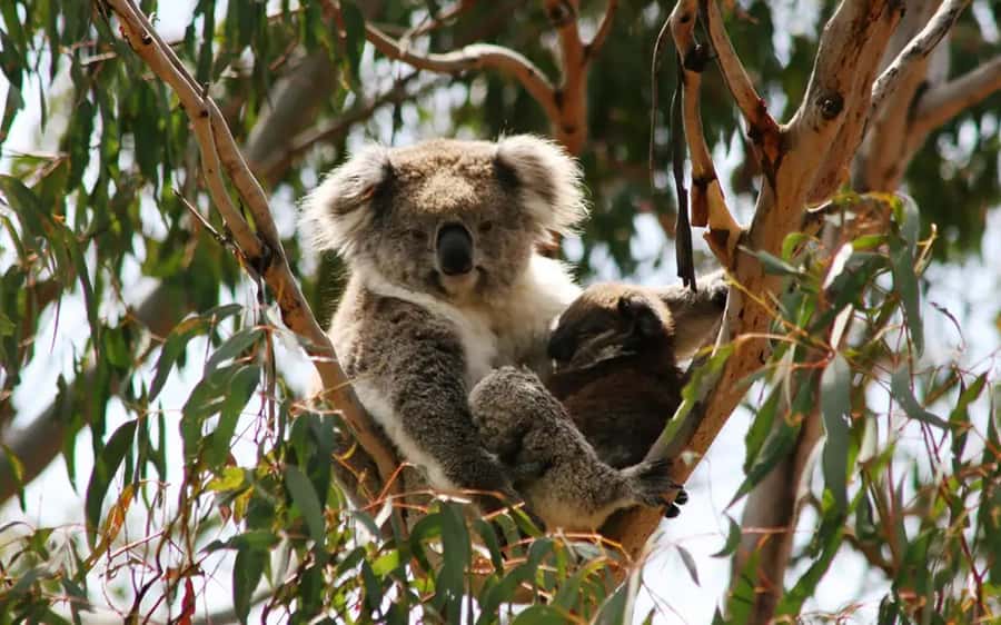 Melbourne: Boutique Phillip Island Wine, Dine & Penguin Tour - The Nobbies at golden hour