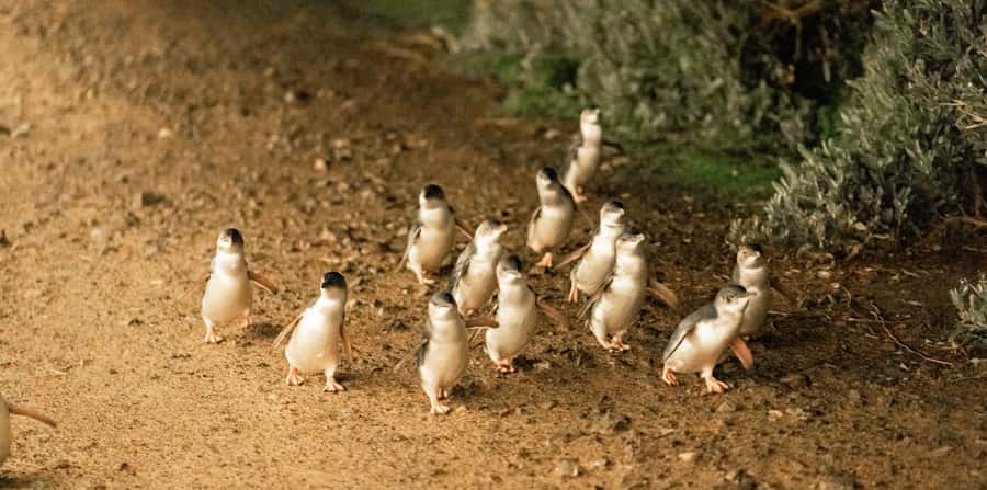Melbourne: Boutique Phillip Island Wine, Dine & Penguin Tour - What the $162 price really covers
