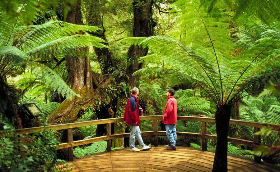 Melbourne: Great Ocean Road, Penguin Parade & Free City Tour - Who should book this experience?