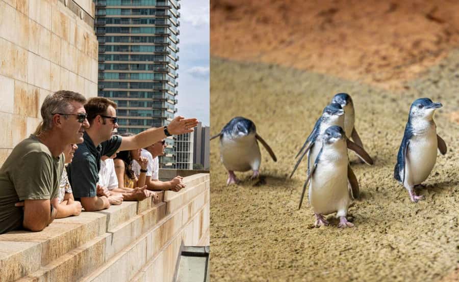 Melbourne Magic: City Highlights and Penguin Parade Tour - From Melbourne streets to Phillip Island penguins