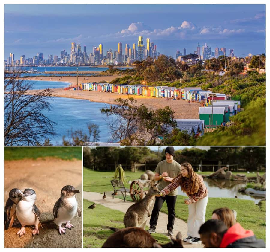 Melbourne: Penguin Parade , Koala & Brighton Bathing Boxes - Why this day works as a Melbourne add-on