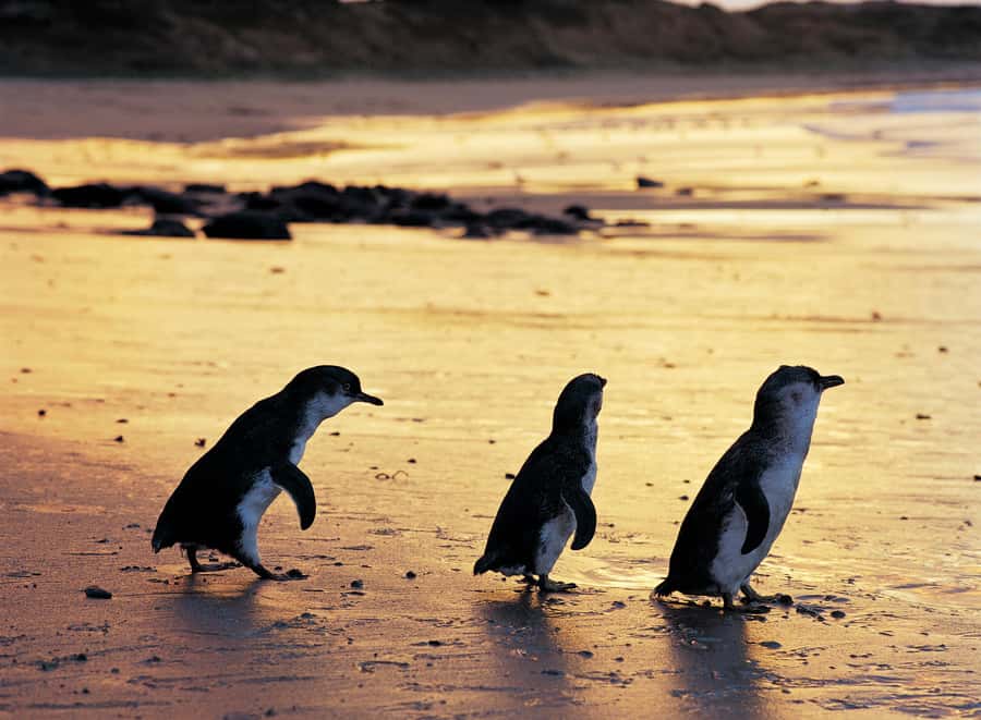 Melbourne: Penguin Parade , Koala & Brighton Bathing Boxes - Two hours with Australian animals at Maru