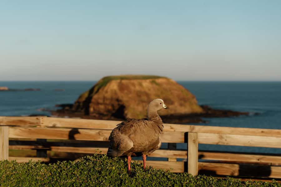 Melbourne: Penguin Parade , Koala & Brighton Bathing Boxes - The Nobbies and Phillip Island’s rocky western tip