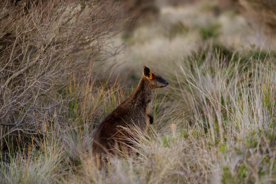 Melbourne: Penguin Parade , Koala & Brighton Bathing Boxes - What the $95 price really covers