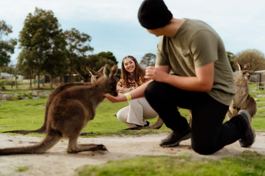 Melbourne: Penguin Parade , Koala & Brighton Bathing Boxes - Three Melbourne pickup points and a seasonal start