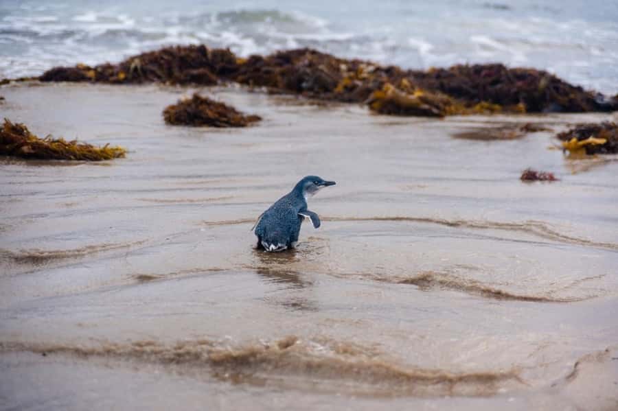 Melbourne: Penguin Parade & Phillip Island Scenic Day Tour - Key points at a glance