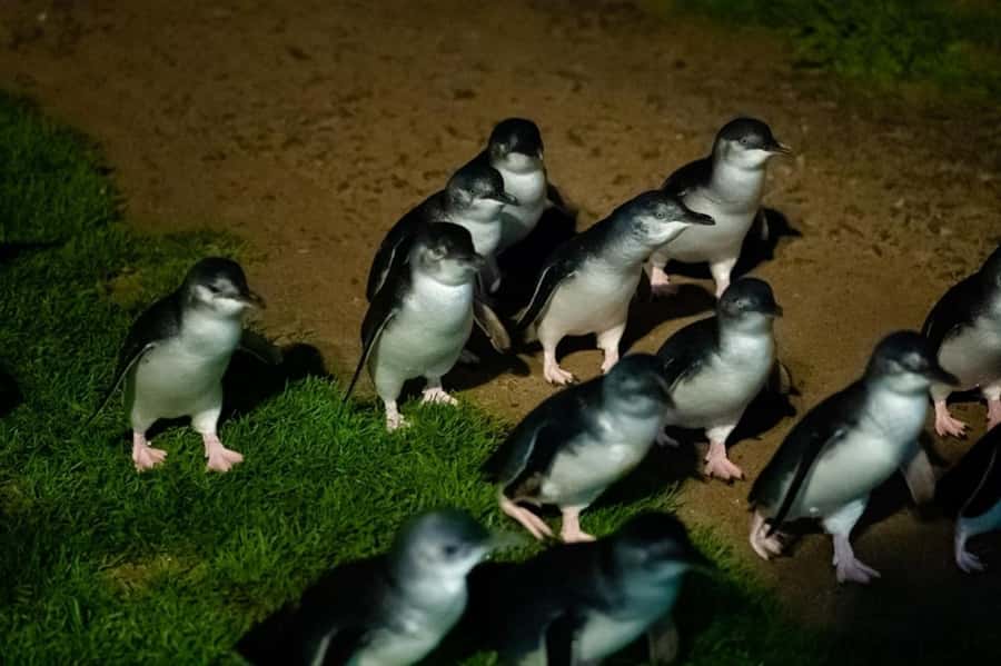 Melbourne: Penguin Parade & Phillip Island Scenic Day Tour - Why the Penguin Parade is worth the long day