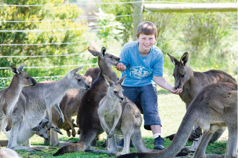 Melbourne: Penguin Parade & Phillip Island Scenic Day Tour - Maru Koala and Animal Park, an optional extra