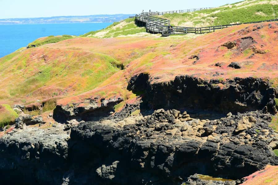 Melbourne: Penguin Parade & Phillip Island Scenic Day Tour - The Nobbies Viewpoint and Phillip Island’s coast