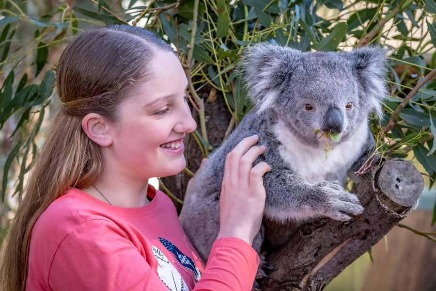 Melbourne: Penguin Parade & Phillip Island Scenic Day Tour - What the ride is like from Melbourne