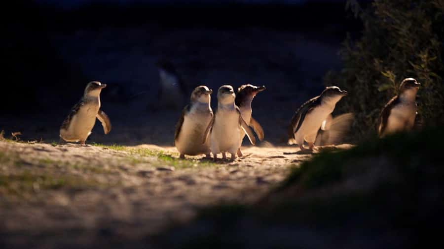 Melbourne: Penguin Parade Tour with Puffing Billy Train Ride - Should you book the Puffing Billy and Penguin Parade tour?