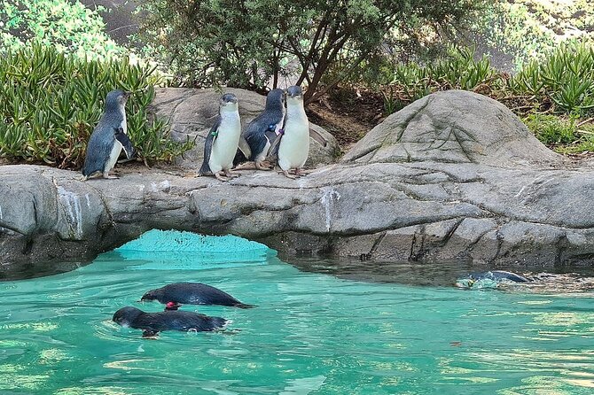 Melbourne Penguin Tour & Wildlife kangaroos koala Emu Tasi Devil - Why the daytime penguin plan matters