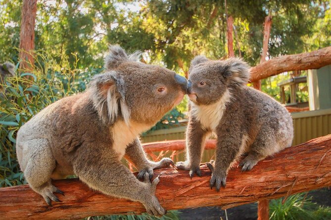 Melbourne Penguin Tour & Wildlife kangaroos koala Emu Tasi Devil - One hour for lunch and more animals