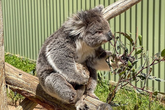 Melbourne Penguin Tour & Wildlife kangaroos koala Emu Tasi Devil - Reptiles, tigers and the more unusual stops