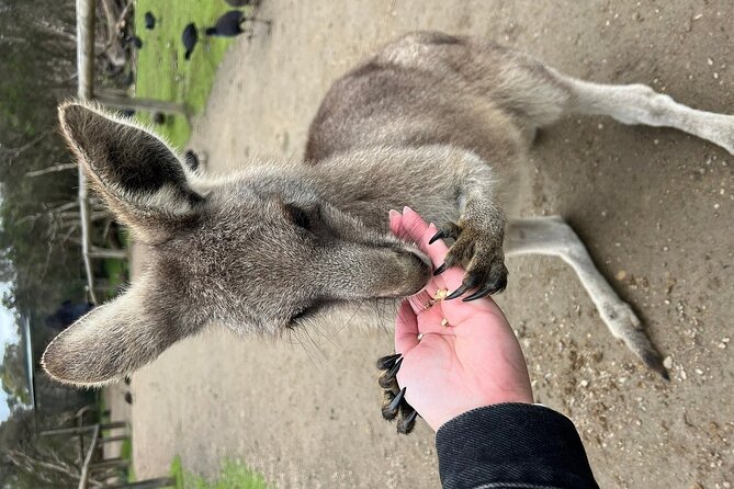 Melbourne Penguin Tour & Wildlife kangaroos koala Emu Tasi Devil - Emus, cassowaries and alpacas
