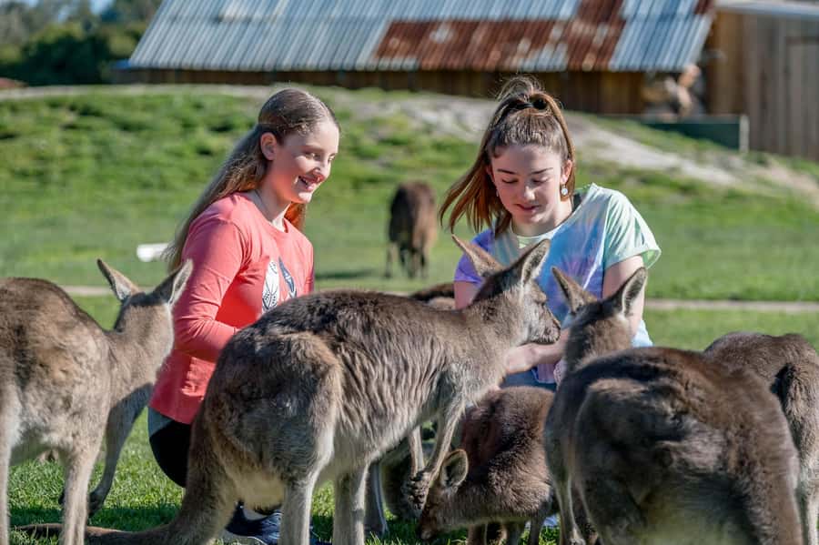 Melbourne: Phillip Island Penguin Parade Watching Day Tour - Key points to know before booking