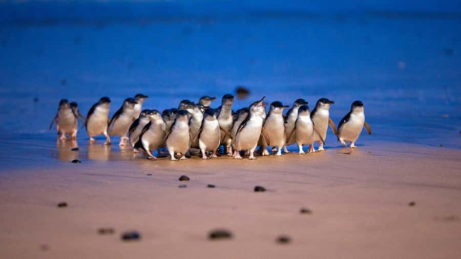Melbourne: Phillip Island Penguin Parade Watching Day Tour - Brighton Beach and its painted bathing huts