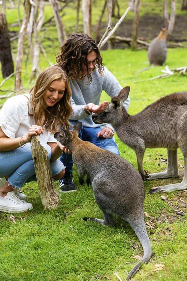 Melbourne: Phillip Island Private Tour with Penguin Parade - Key points at a glance