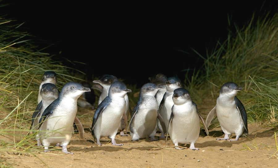 Melbourne: Phillip Island Private Tour with Penguin Parade - Why the Penguin Parade is worth the long day