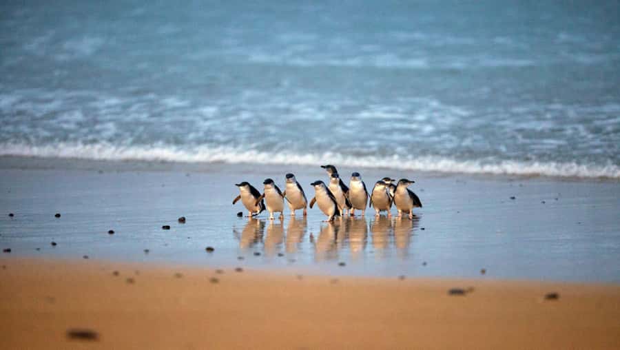 Melbourne: Phillip Island Private Tour with Penguin Parade - The private vehicle changes the feel of the day