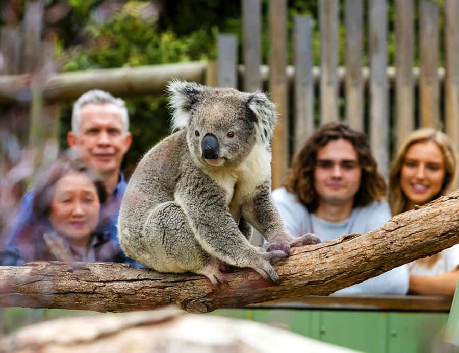 Melbourne: Phillip Island Private Tour with Penguin Parade - Dinner gives the evening some breathing room