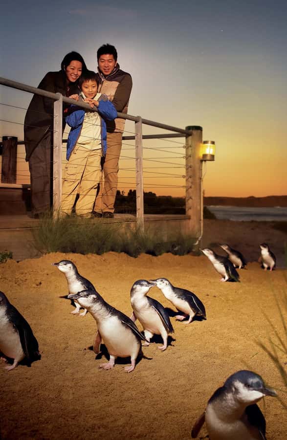 Melbourne: Phillip Island Private Tour with Penguin Parade - What the $688 price really buys