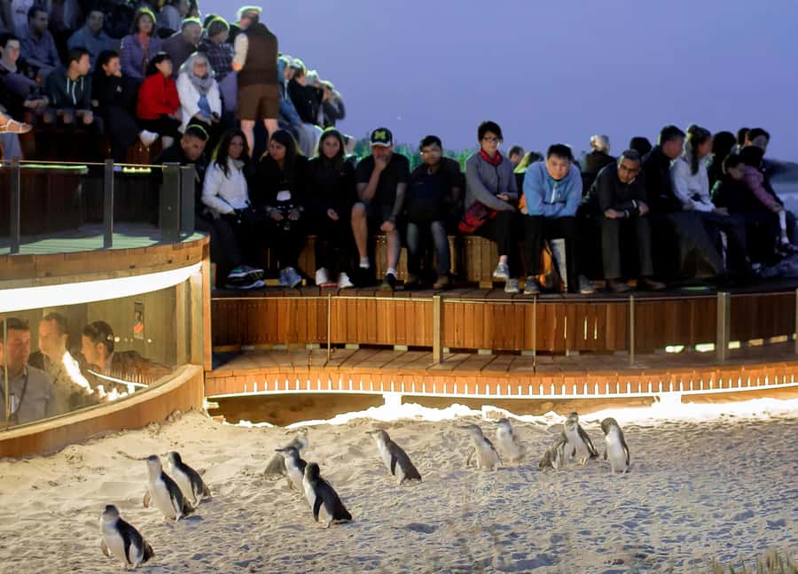 Melbourne: Phillip Island Private Tour with Penguin Parade - Moonlit Sanctuary puts native wildlife first