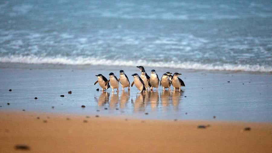 Melbourne: Phillip Island Private Trip, Penguin and Wildlife - Key points to know before you book