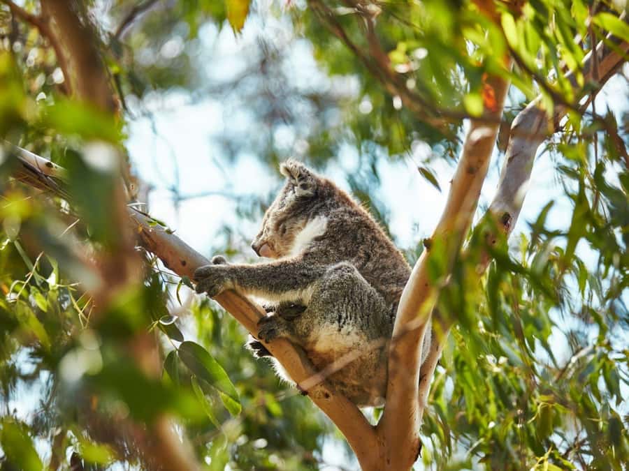 Melbourne: Phillip Island Private Trip, Penguin and Wildlife - A short, useful stop in Cowes