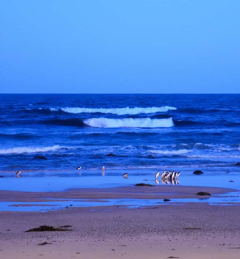 Melbourne: Phillip Island Private Trip, Penguin and Wildlife - Booking advice for the smoothest day
