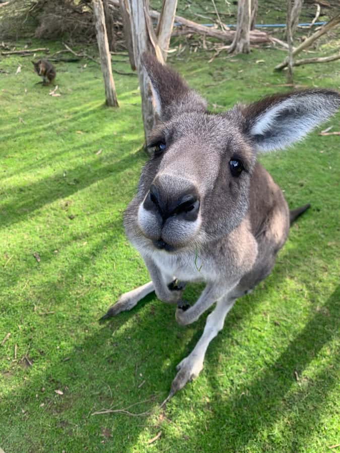 Melbourne: Phillip Island Tour & Penguin Parade - Why this Phillip Island day trip works