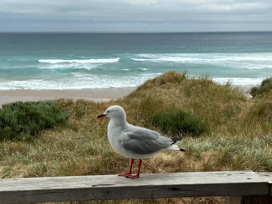 Melbourne: Phillip Island Tour & Penguin Parade - Transport is practical, but comfort varies