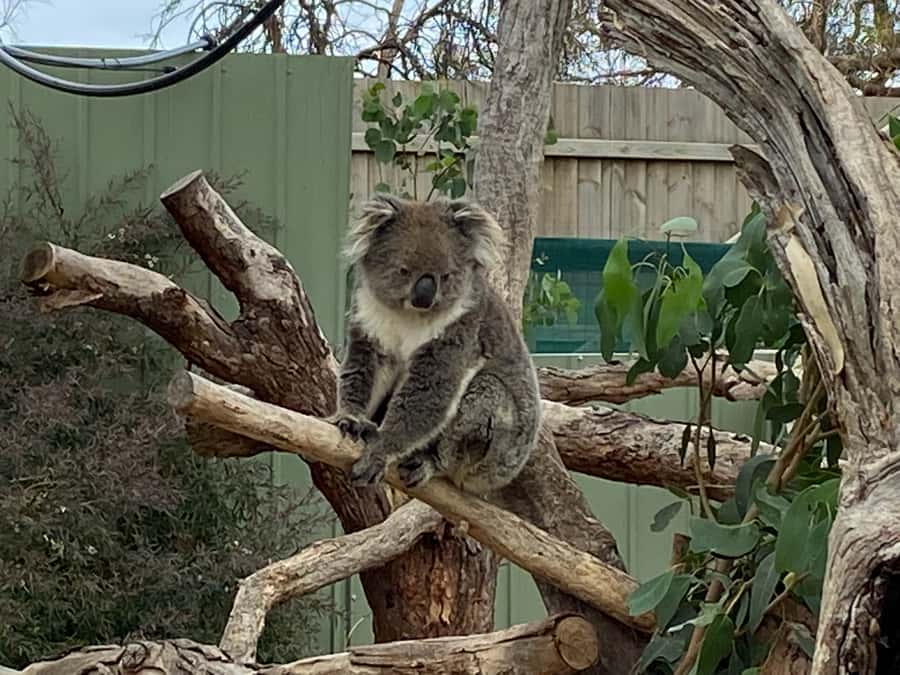 Melbourne: Phillip Island Tour & Penguin Parade - Food takes a little planning