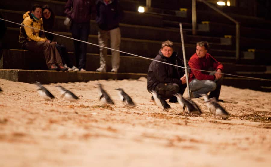 Melbourne: Phillip Island Tour & Penguin Parade - Moonlit Sanctuary starts the wildlife day