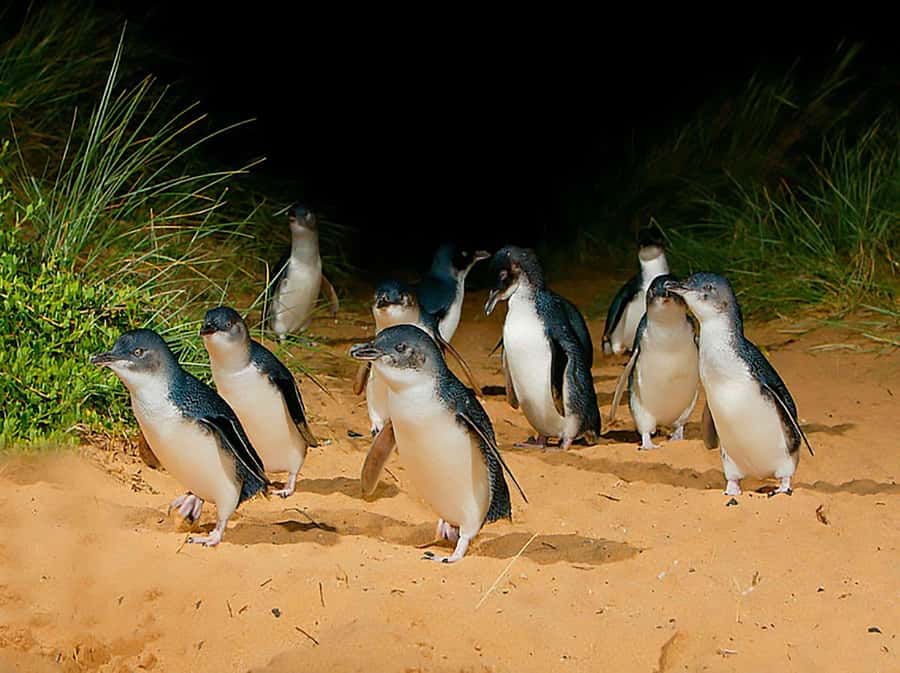 Melbourne: Phillip Island Tour w/ Hop-on Bus or Seal Cruise - Why the Penguin Parade is worth the long day